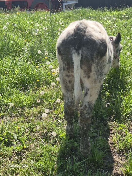 Vând vițică si tăuraș Belgian vârstă 3 luni jumătate