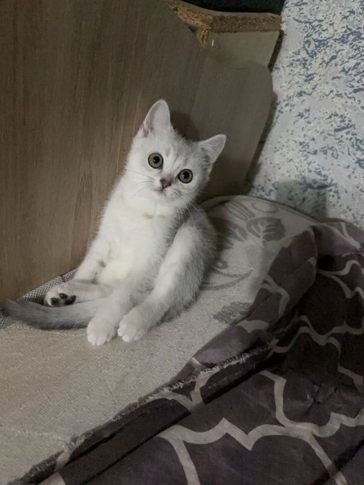 Шотландская девочка 3мес
