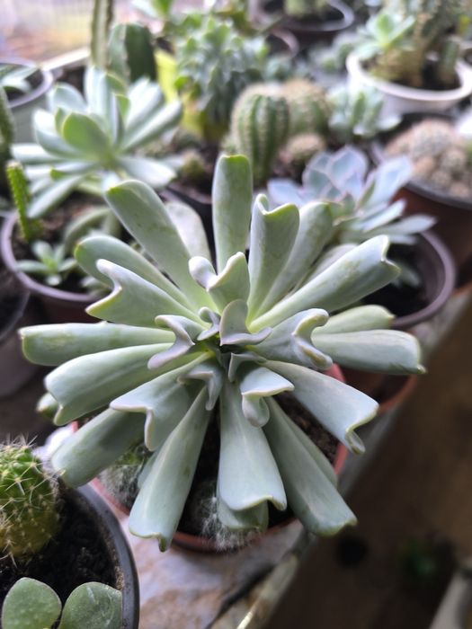 Традесканция  кактусы суккуленты