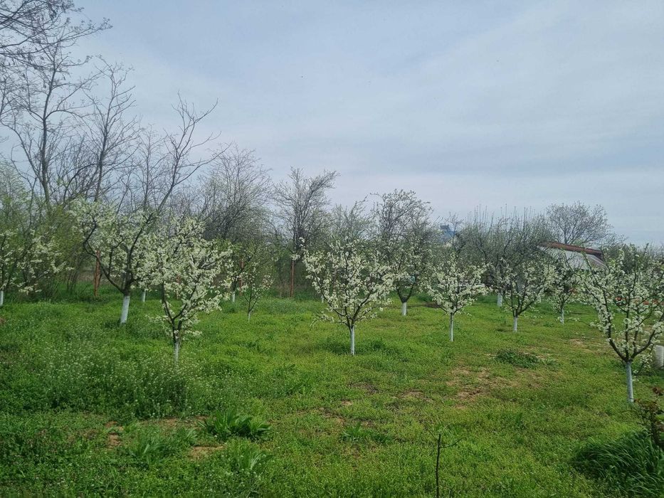 Livadă tânără, 2000 m, Dridu-Snagov