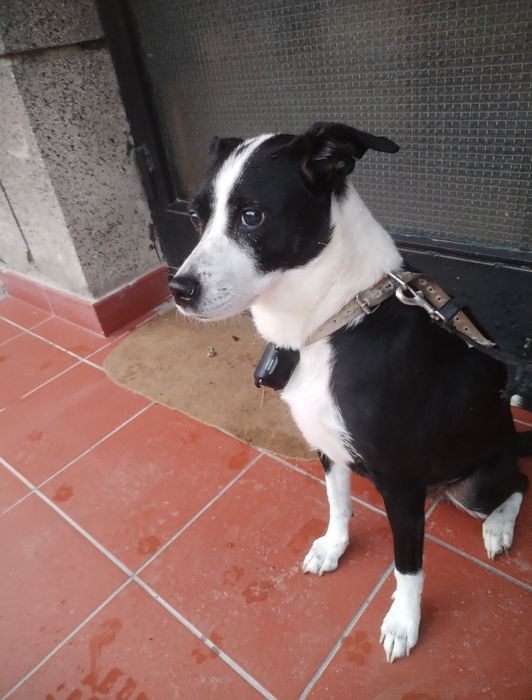 Грижа за домашни любимци