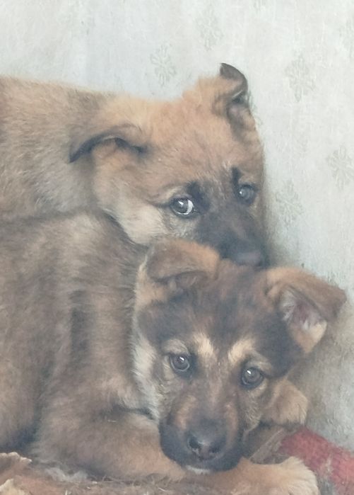 Щенки немецкой овчарки девочки