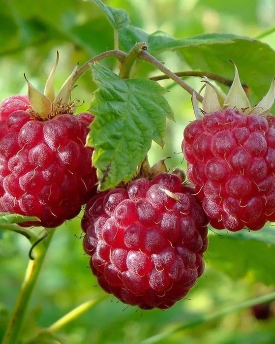 Продам дачаную малину