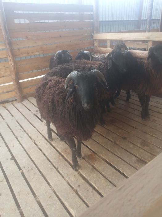 Қой тоқты сатылады