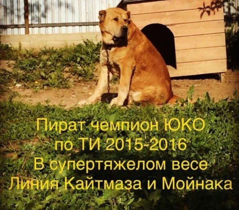 Алабай, САО, Собака