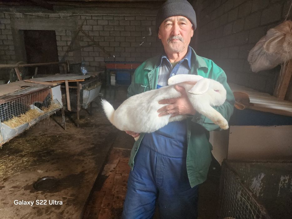 Продаю породистых кроликов