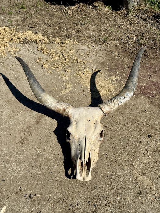 Trofeu/trofee/craniu de bovine