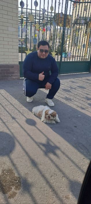 Вязка собак, Ши тцу,