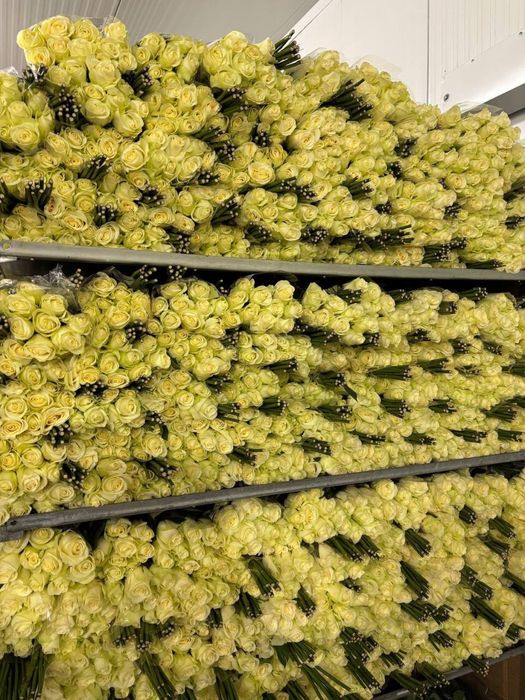 Цветы , букеты , живые розы пионы тюльпаны