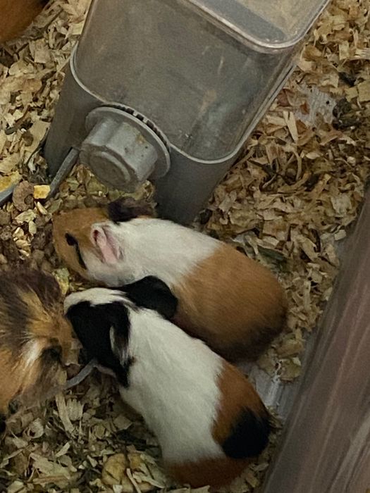 Морски свинчета - новородени