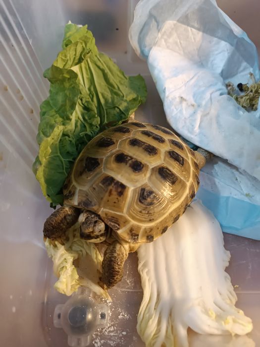 Продам сухопутную черепаху