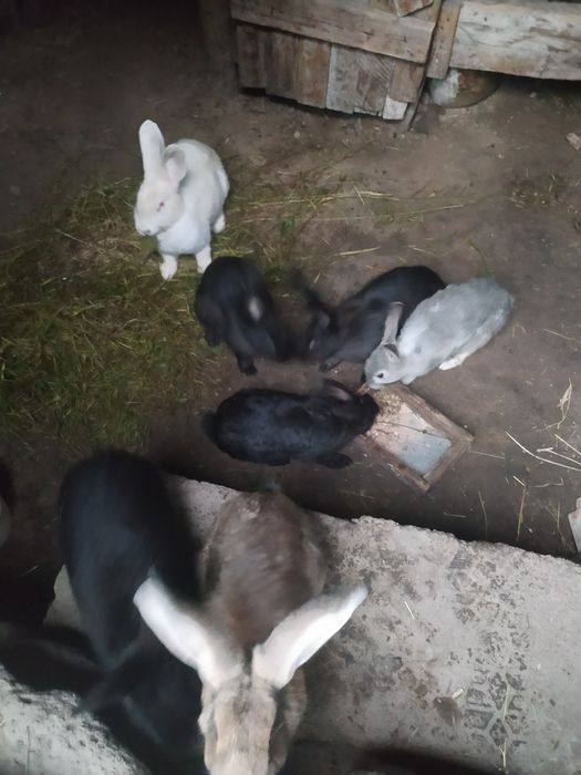 Gibrid Flandr quyonlar sotiladi