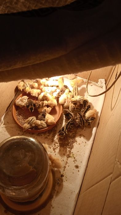 Продам перепелят