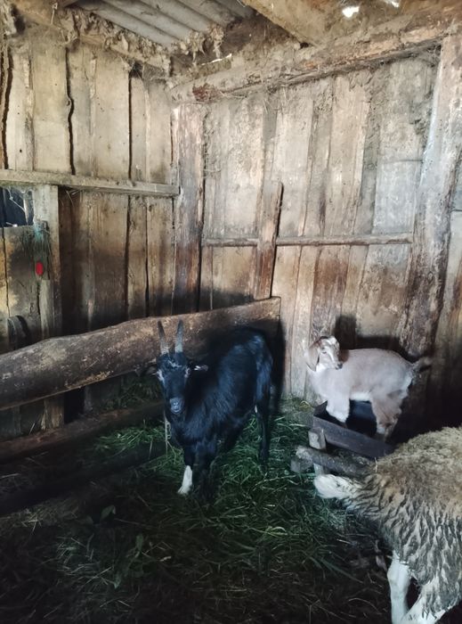 Продам Козу с Козленком