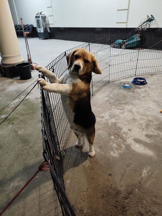 Продам | Бигль самец