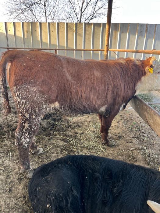 Срочно продаются бычки