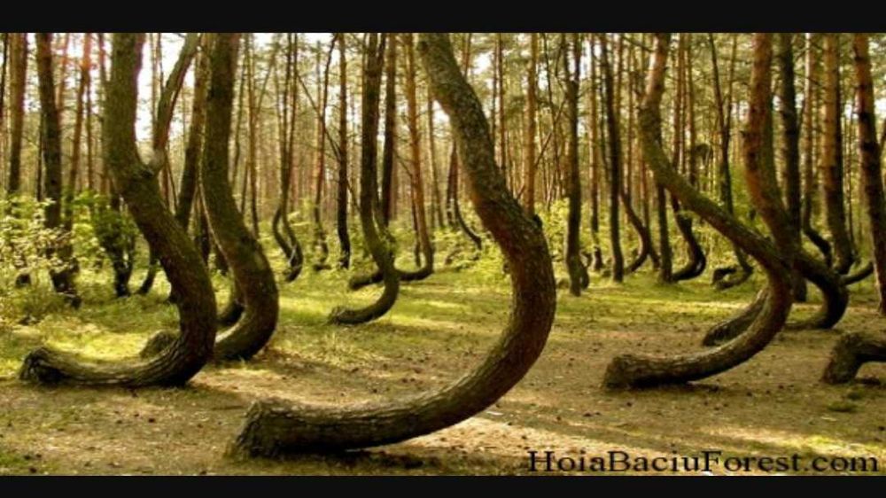 Caut lemn rotund curbat