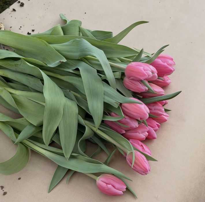 Тюльпан тиімді бағада