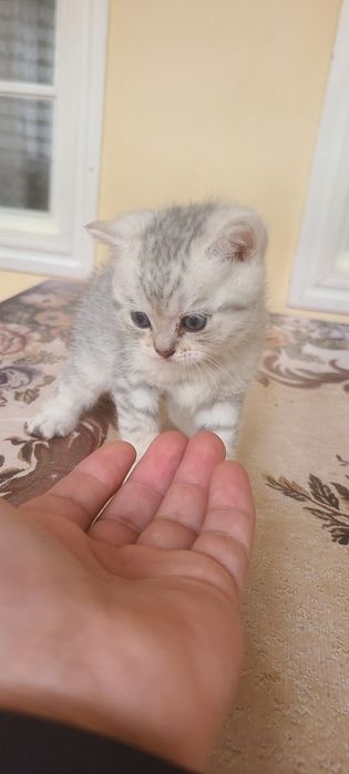 Serebritskiy shinshila mushukchamiz sotiladi