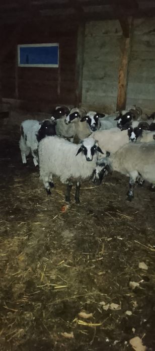 Vând un berbecuț și ²mele și un mascul