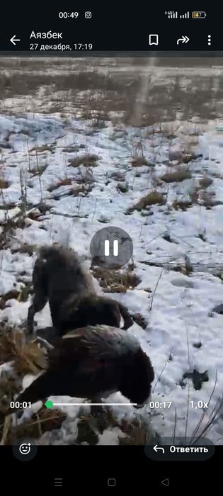 Дратхаар продаётся срочна сучка