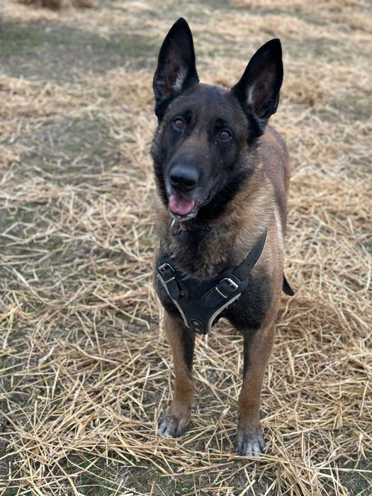 Mascul Ciobănesc Belgian Malinois