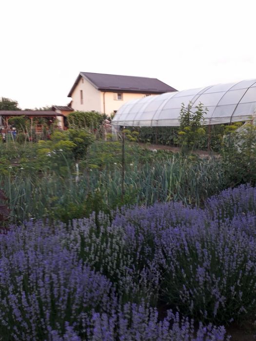 Casa de vanzare 200mp P+M - Sat Bila, Giurgiu, 40km de Bucuresti