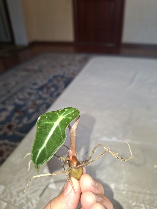 Комнатный растения