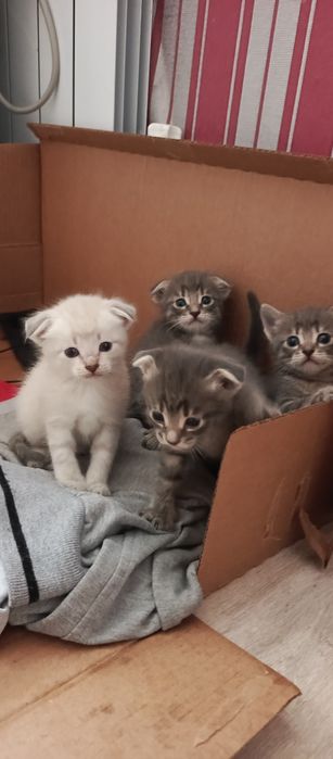 Котята вислоухие