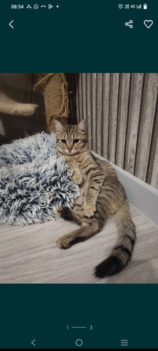Отдам кота в добрые руки