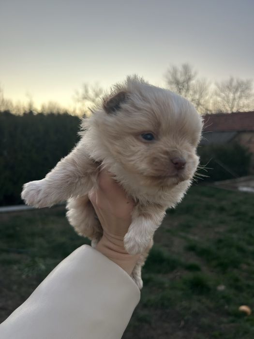 Чихуа хуа сметка с пинчер