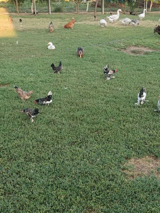 Продават се японски петлета и кокошки.