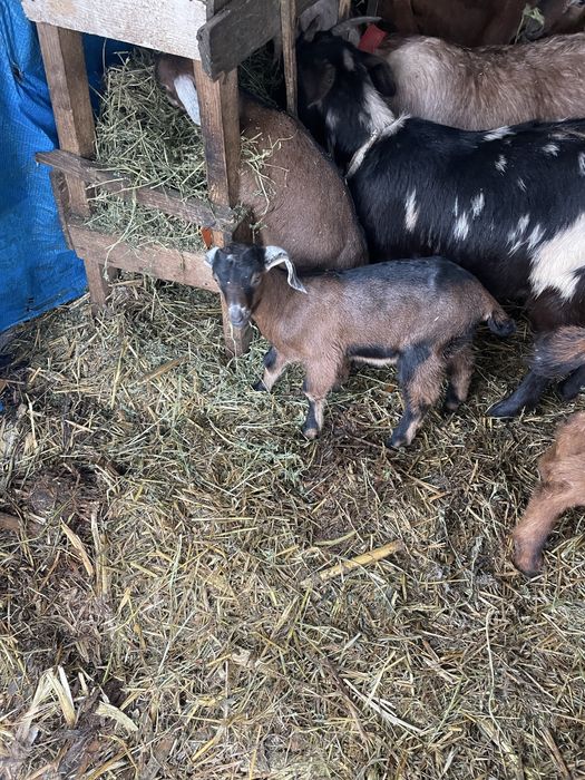 Vand ieduta din mama buna de lapta