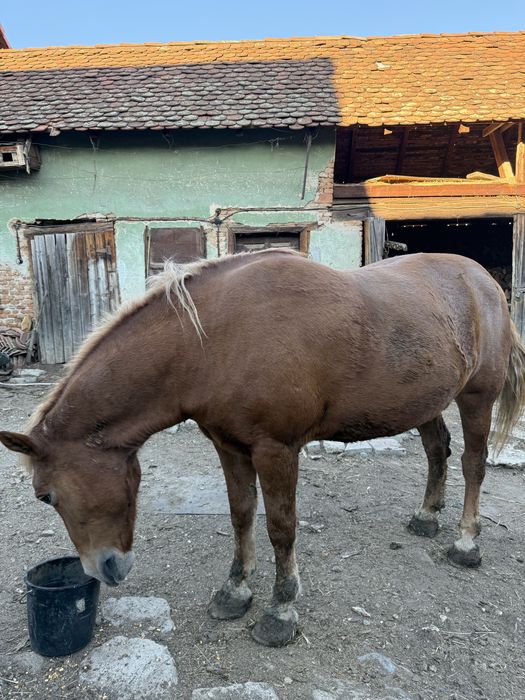 Vând iapă, are aproximativ 12 ani, a fost pusa la căruț, munca de câmp, iapa e buna, sanatoasa. Mai multe detalii la telefon!
