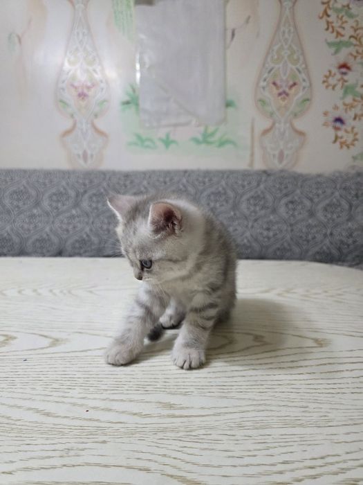 Британский шиншилла котята кошечки britanskiy shinshila mushuk bolalar