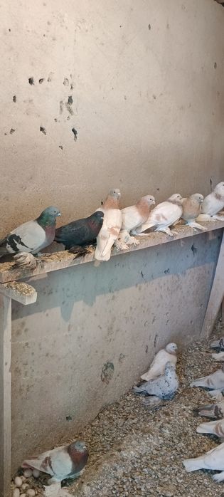 Продам голубей игровых