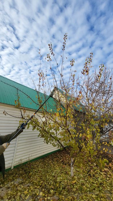 Плодовая обрезка