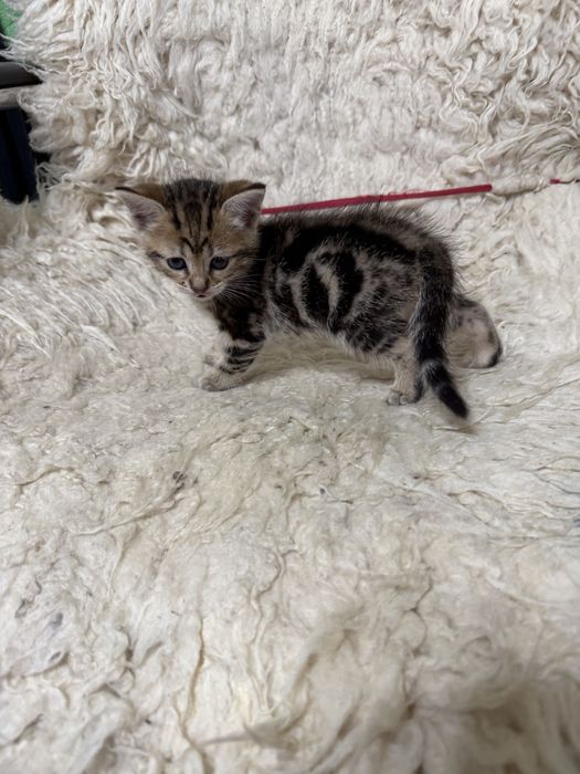 Продам породистых котят