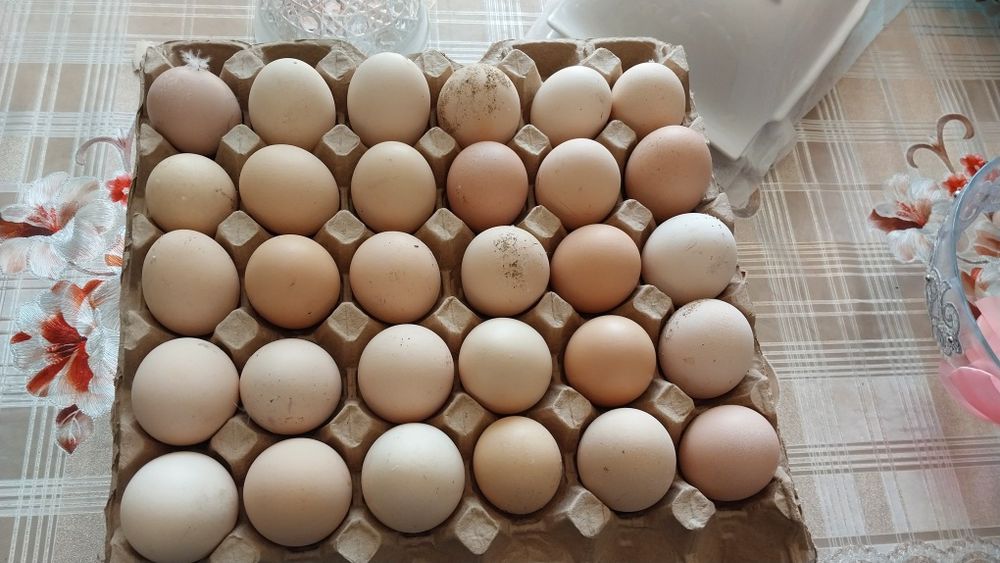 Инкубациялық жұмыртқа!