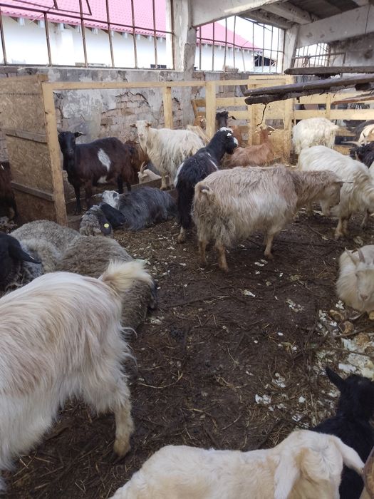 Vând capre de lapte