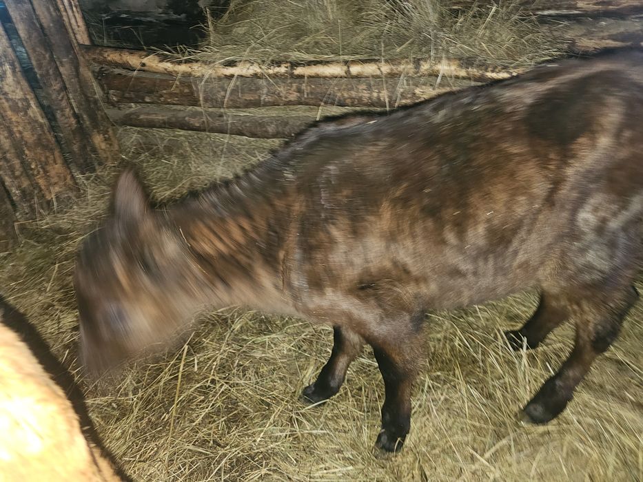 Продам телёнка телочка