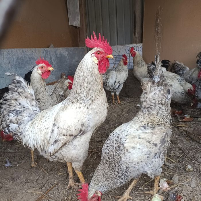 Қораздар сатылады