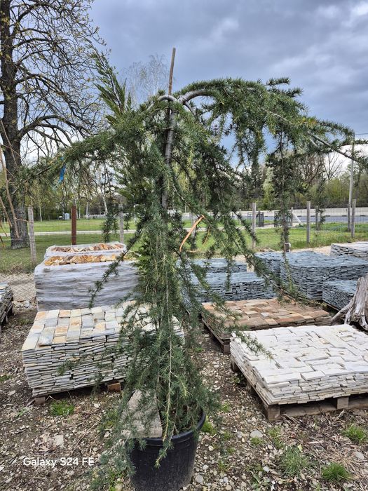 Palmieri  copaci  bambus  plante