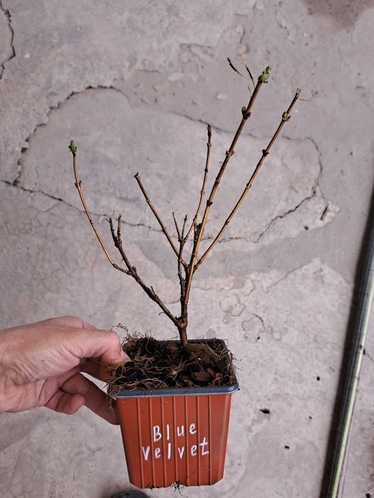 Жимолость съедобная