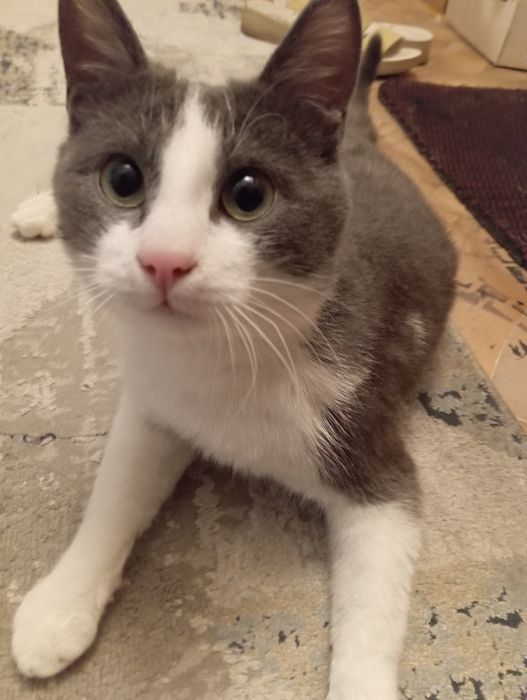 Срочно! Кот ищет свой новый дом