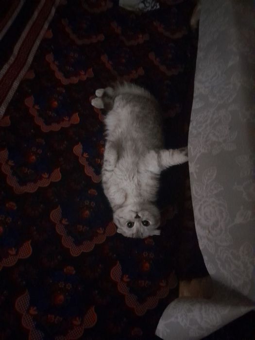 Скотишфолд ўғилбола 7 ойли тоза қон жуда чиройли мушук сотилади