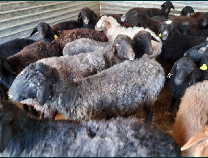 Кои токты бар сатылатын