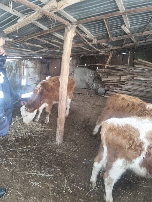 Бычок корова тиляат