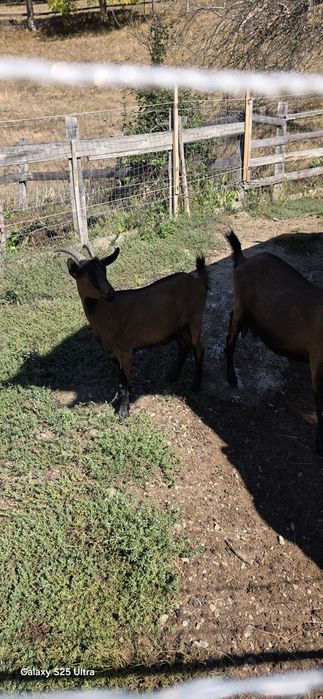 Ieduță alpin francez