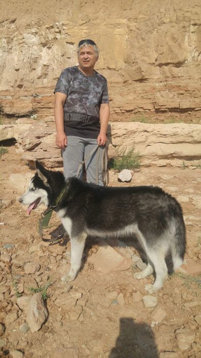 Вязка хаски 4года